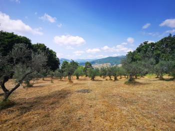 Lovely four bedrooms country house with olive trees and orchard. Roccavivara Img36