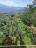 Perfect condition four-bedroom, detached town house with garage and land. Casalanguida. - preview 19