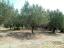 Country house with olive grove for sale in Atessa. Abruzzo. - preview 3