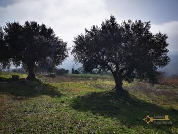 Inexpensive country house with terrace and 2600 sqm of land. Img9