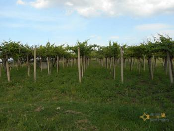 Large country house with 5.000 sqm of land and barn for sale.Abruzzo Img6