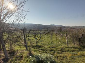 Semidetached country house with land and vineyard for sale. Img43