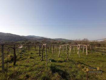 Semidetached country house with land and vineyard for sale. Img44