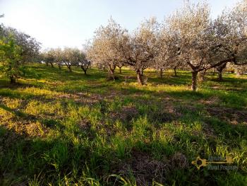 Cheap ruin with land and panoramic view near the coast for sale. Img11