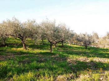 Cheap ruin with land and panoramic view near the coast for sale. Img3