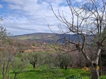 Detached country house in need of restoration with 10.000 sqm of land. Palmoli Img20