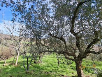 Detached country house in need of restoration with 10.000 sqm of land. Palmoli Img19