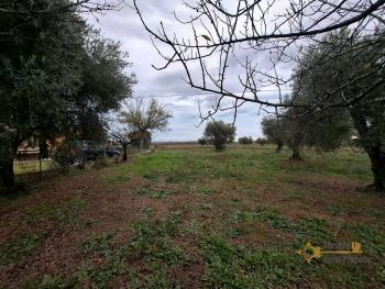 Large, panoramic country house with 13.400 sqm of land between Sea and Mountains. Arielli Img38