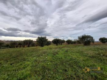 Large, panoramic country house with 13.400 sqm of land between Sea and Mountains. Arielli Img35