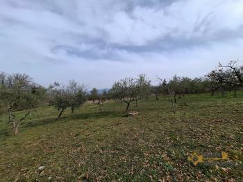 Nice country house in need of restoration, land with olive grove and fruit trees. Trivento Img15