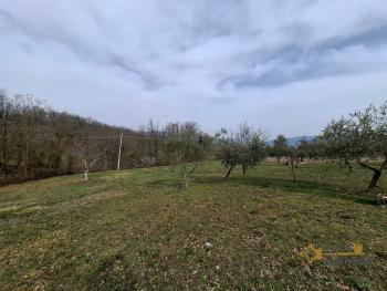 Nice country house in need of restoration, land with olive grove and fruit trees. Trivento Img16