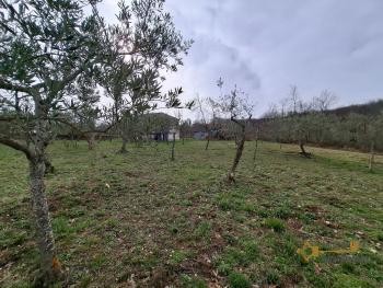 Nice country house in need of restoration, land with olive grove and fruit trees. Trivento Img19