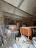 Charming Four-bedroom Stone House with Guest Annex and Land. Fossalto - preview 46