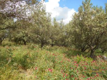 Casolare di campagna con uliveto in vendita a San Buono. Img7
