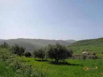Casolare di campagna con uliveto in vendita a San Buono. Img22
