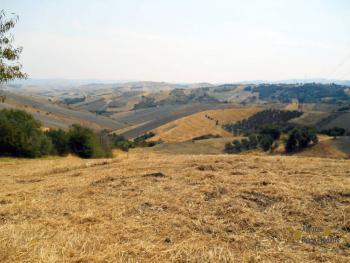 Country house with olive grove for sale in Atessa. Abruzzo. Img4