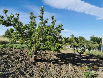 Stone house with large barn and 1700 sqm of land. Abruzzo. Img8