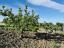 Stone house with large barn and 1700 sqm of land. Abruzzo. - preview 8