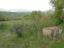 Interesting four-bedroom country house with land. Abruzzo. - preview 21